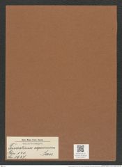 Triceratium expressum Jan. (de-Toni-Nr.: Genus 140, Species 3927) Zeichnungen Sammlung Grunow Mappe 03947 (Herbarium_W_Grunow_drawings_Folder_03947)